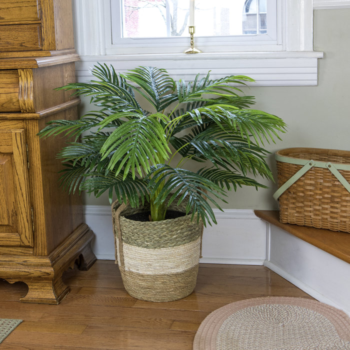 Bayou Breeze 28'' Artificial Palm Plant in Basket & Reviews Wayfair.ca
